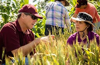Two people inspect a wheat gene cassette while out in the field.
