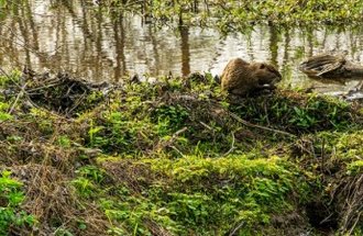 A beaver sits on top of a beaver dam that is green with growing plants.
