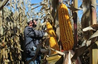 A man in a cornfield checks on the corn.