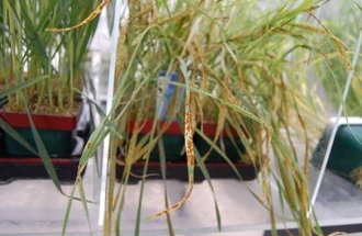 Wheat plants with rust on their leaves are growing in black plastic containers.