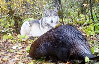 Beaver unaware of the wolf cutout nearby.