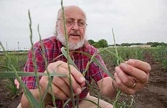 Don Wyse with intermediate wheat grass.
