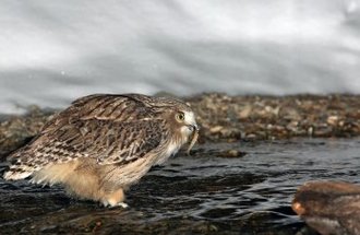An owl perches next to water with a small fish in its beak.