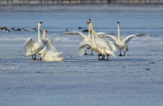 A bevy of swans stands on a frozen lake.