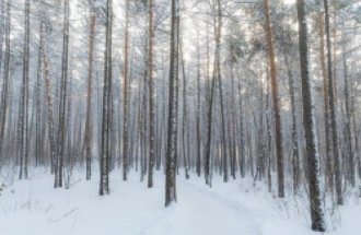 A forest of trees with snow covering the ground.