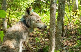 A wolf sits in a green forest with a tracking collar on it's neck.