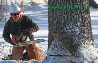A man in a white helmet cuts down a marked tree with a chainsaw.