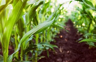a row of corn grows in a field of rich dark soil.