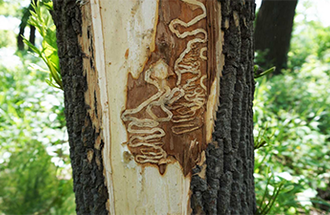 Emerald ash borer tracks on the trunk of an ash tree.