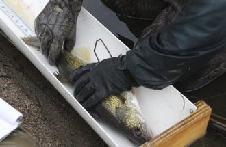 Someone wearing black gloves measures a fish in a white tube.