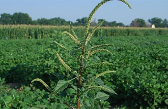 Palmer Amaranth plant.