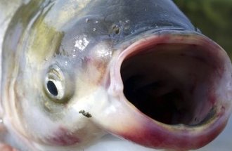 A carp with its mouth wide open.
