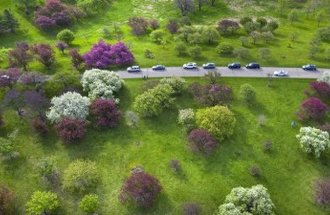 A line of cars drive down a road through trees with purple and white blooms.