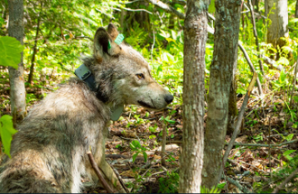 A wolf wearing a collar sits in the woods.