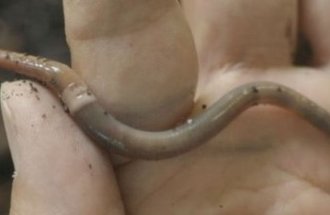 A hand holds a small worm.