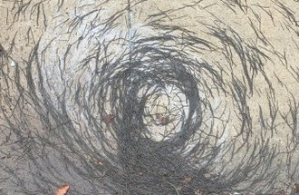 Worms in a circular pattern on a sidewalk.