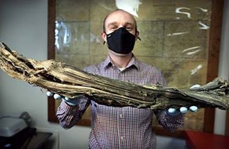 A person holds a large piece of ancient wood found in Minnesota. Photo credit: Brian Peterson, Star Tribune.