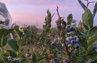 A pink and blue sky sits behind a blueberry bush full of ripe berries.