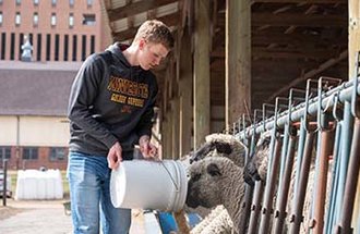 Student feeding sheep on campus.