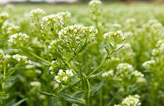 Pennycress plant in bloom.