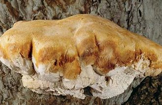 Agarikon fungus. Photo credit: Universal Images Group North America LLC, Deagostini and Alamy.
