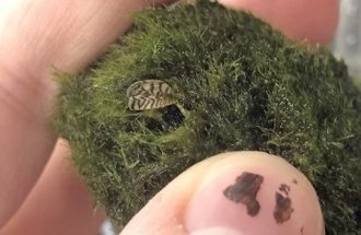 A hand hold a moss ball that has a zebra mussel attached to it.