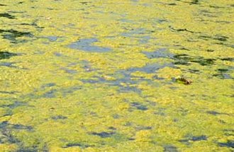Algae growing on the surface of a lake.