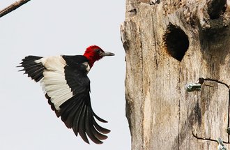 A red-headed woodpecker flies toward its nest. Photo credit: Siah St. Clair.