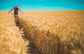 Person walking in field of crops.