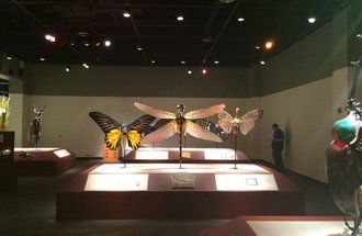Larger-than-life bugs on display at the Bell Museum.