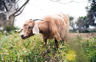 Goat grazing in field.