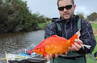 Person holding a large goldfish.