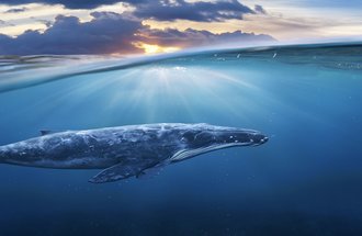 Gray whale swimming in ocean.
