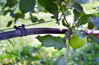 An irrigation line runs past an apple at Welsh Heritage Farms.