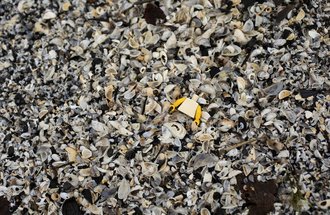Quagga and zebra mussels shells, along with other shells and debris, clutter the dunes area at Montrose Beach in Chicago.
