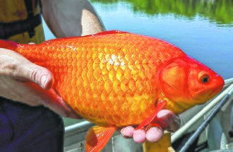 A large goldfish.