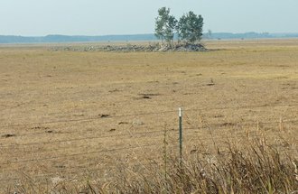 Dry cattle pasture in northern Minnesota.