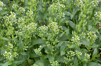 Pennycress.