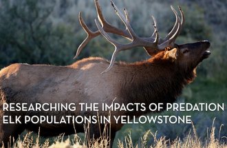 Research the impacts of predation on elk populations in yellowstone
