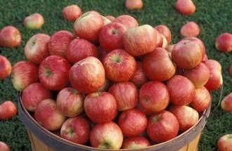 Basket of Honeycrisp apples.