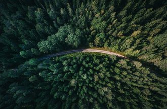 Aerial view of evergreen trees growing along a road.