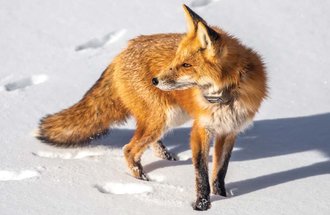 Fox wearing a tracking collar.