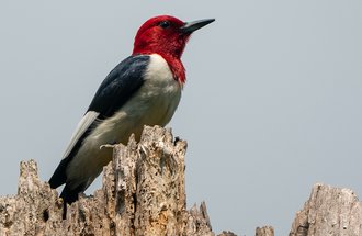 Redheaded woodpecker.