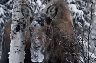 A moose browsing for woody plants in the snow. 