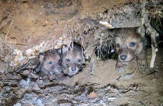 Three wolf pups peek out of their den.
