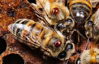 Varroa mites on honey bees.