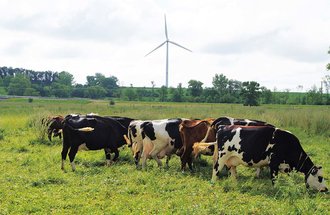 Cows eating in a pasture with a wind turbine in the background.