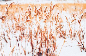 Wheat covered in snow.