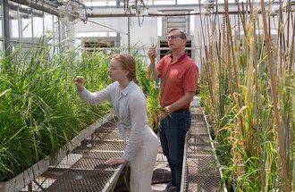 Professor Brian Steffenson in a campus greenhouse with a student.