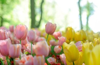 Pink and yellow tulips. 